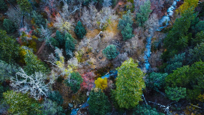 an aerial view of some green, yellow, red, and white trees