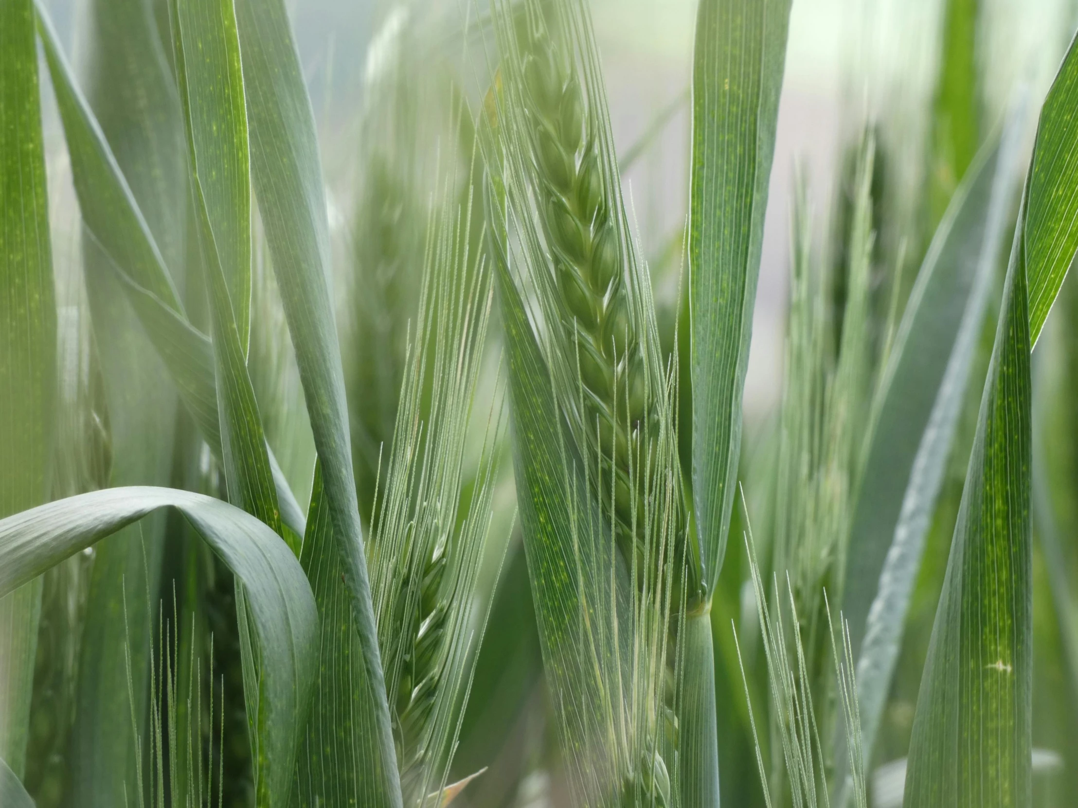 a close up view of green wheat stalks