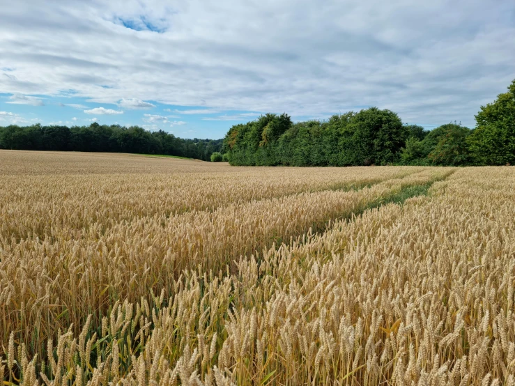 an empty grassy field under a blue sky