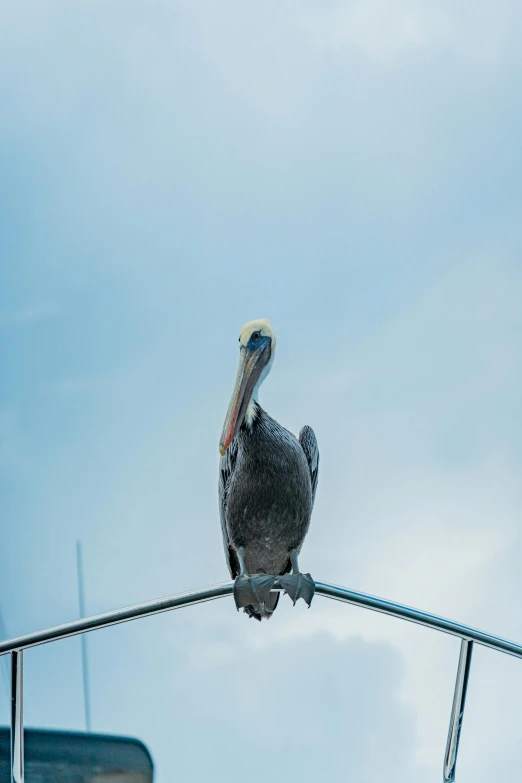 a bird that is sitting on the cable