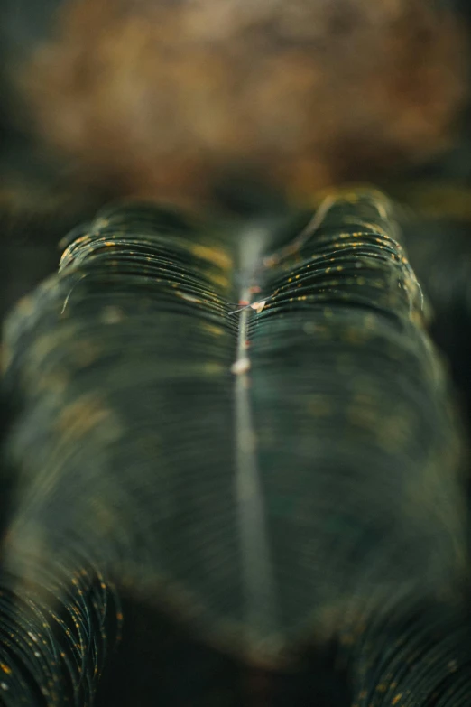 an abstract pograph of a leaf in focus