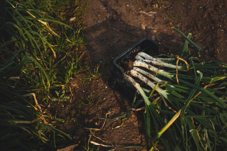 several white carrots on a tray in some grass