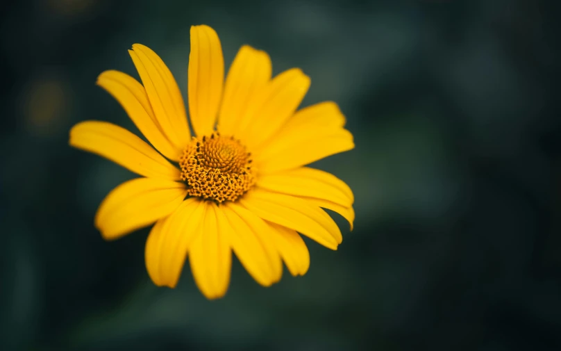 a small yellow flower with an intense background