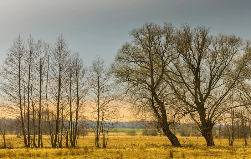 a large field with tall grass and trees