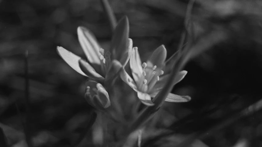 a small flower with a lot of tiny buds