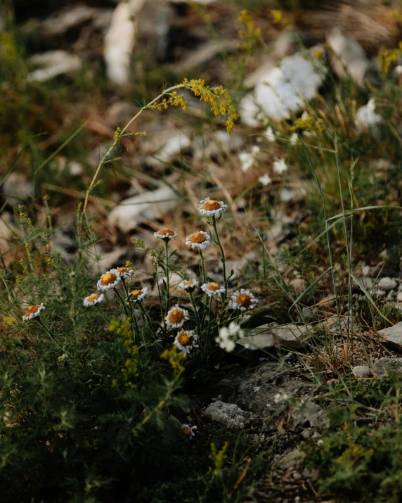 the white and yellow flowers stand tall among the rocks