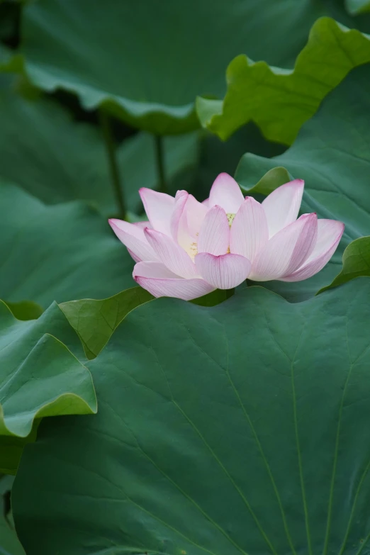 pink lotus budding in the middle of a green lily