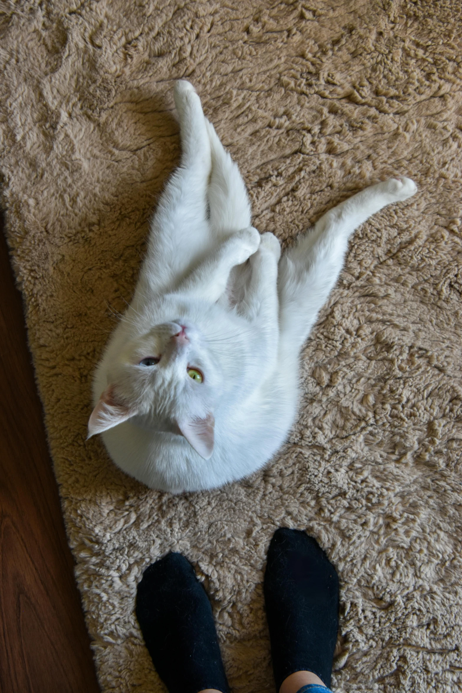 a white cat lying on a rug with one paw in the air