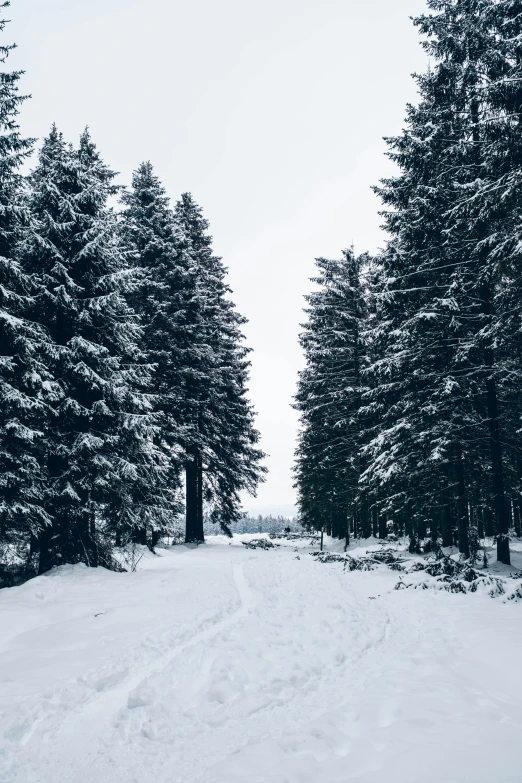 a snow covered road that leads to a forest