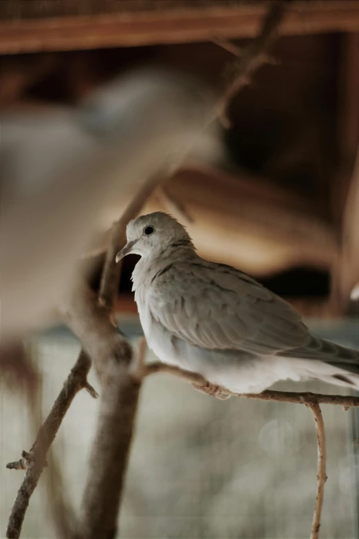 the bird sits on top of a nch, ready to perch