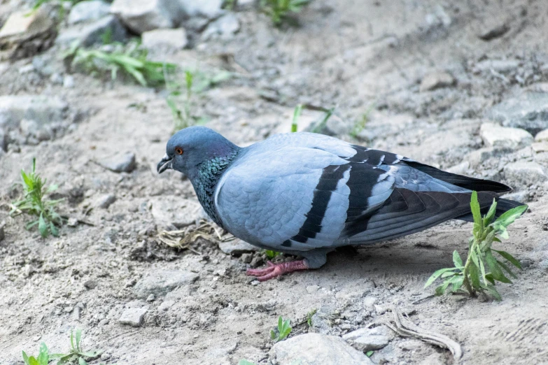 a grey pigeon standing on a sandy ground