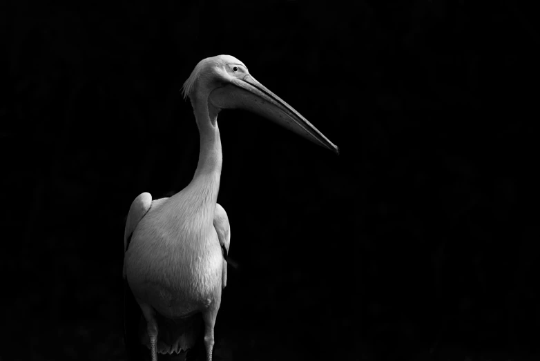 black and white po of a pelican