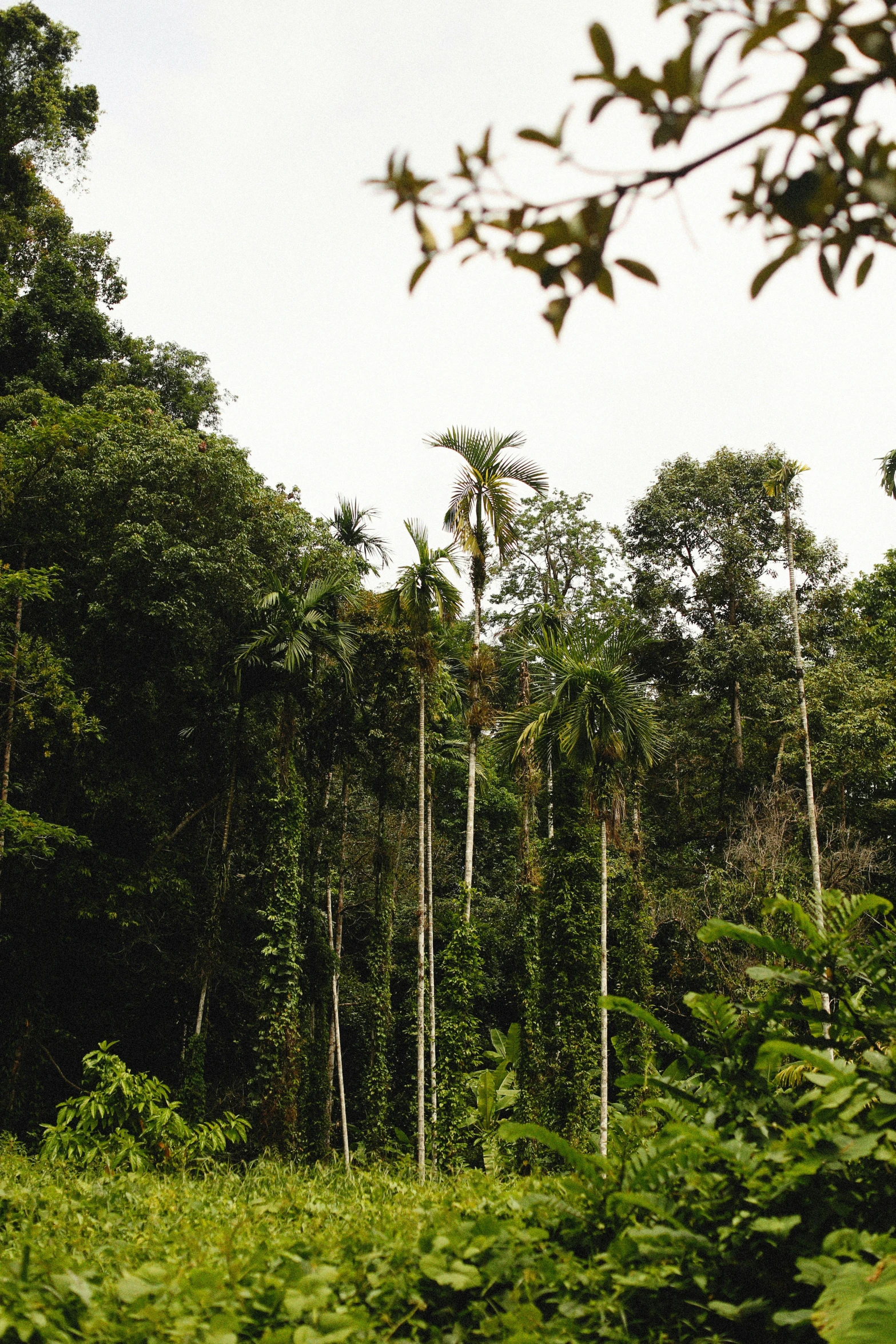 a group of trees are in the distance