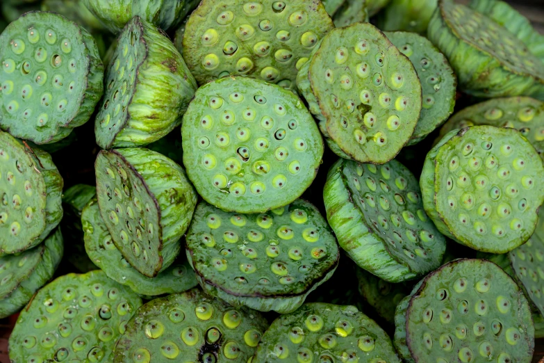 a bunch of water droplets on a cactus's leaves