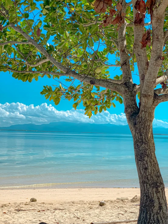 the green leaves on the tree above the beach