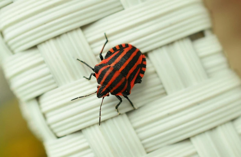 a red and black insect sitting on top of a white woven surface