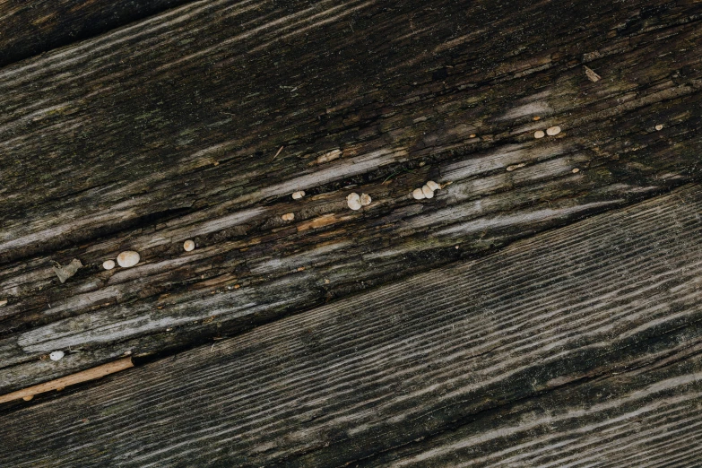 an animal looking up at the wood on a bench