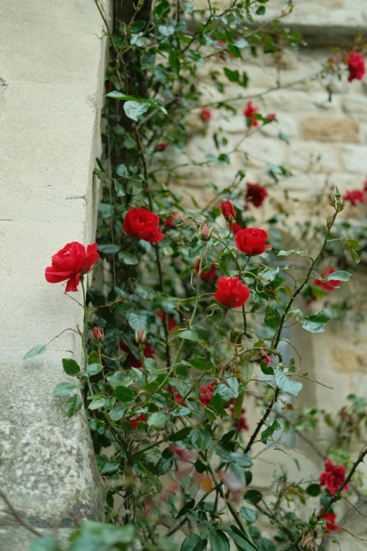 a bunch of red flowers on a stone wall