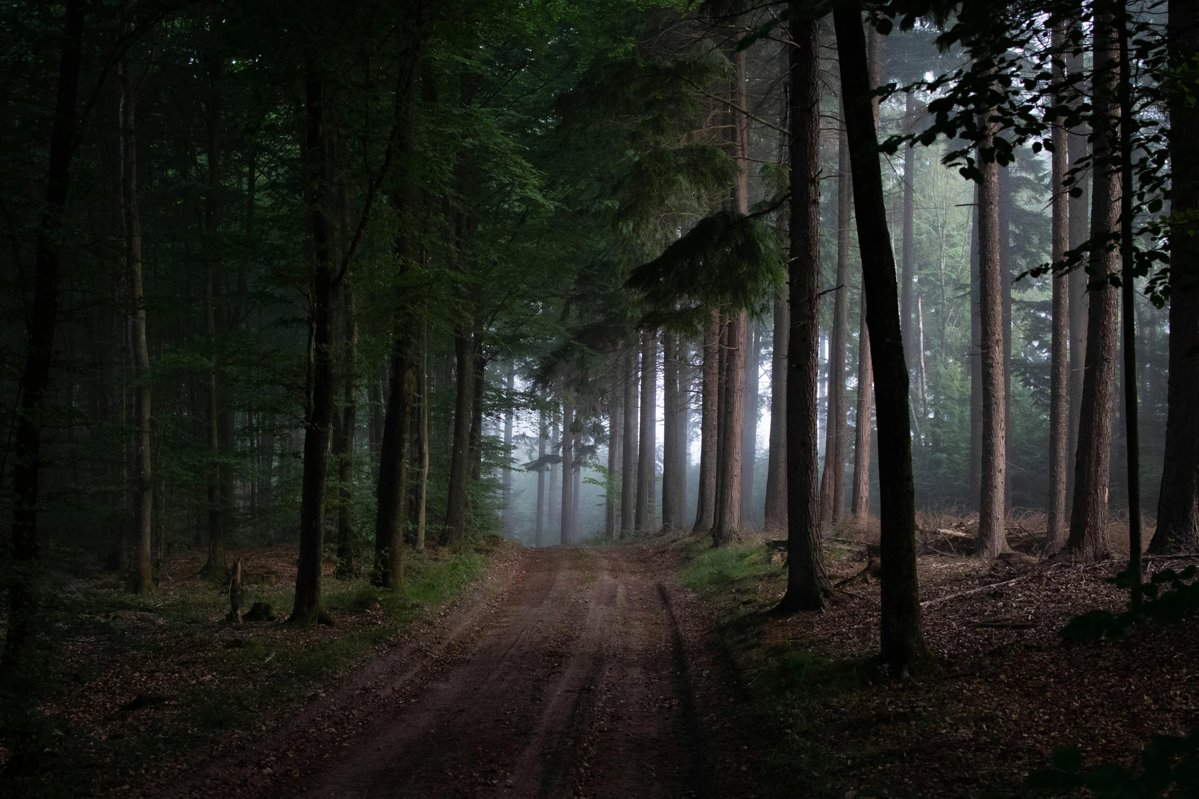 the night scene shows many trees and a path in the woods