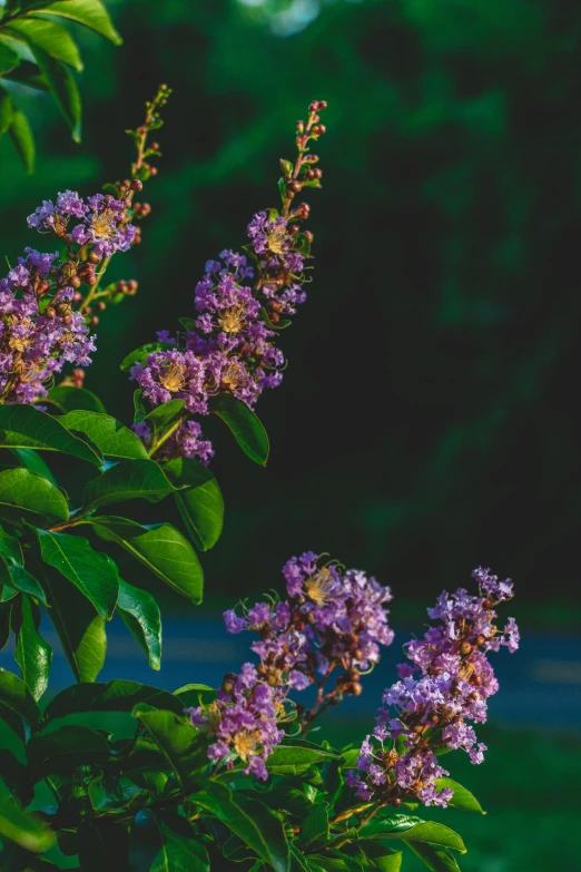 lila flowers on a bush against a black background