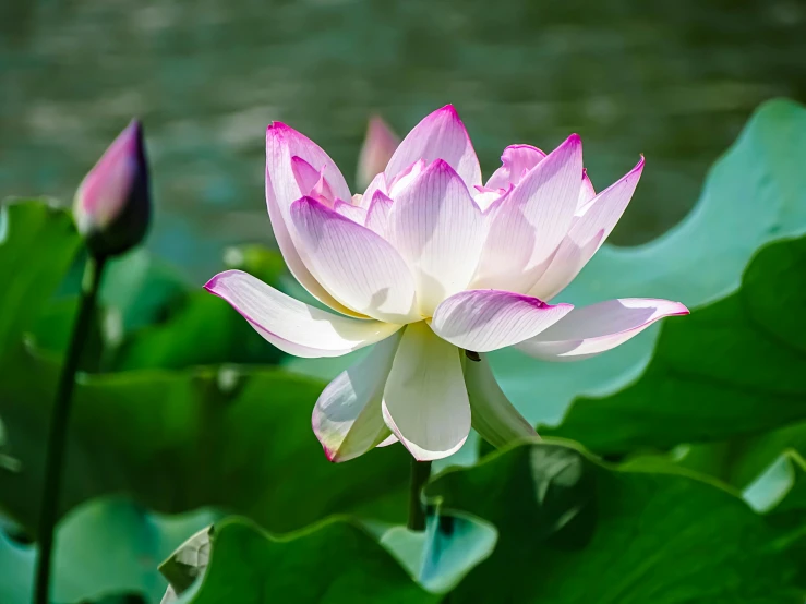 a flower in front of some plants and water