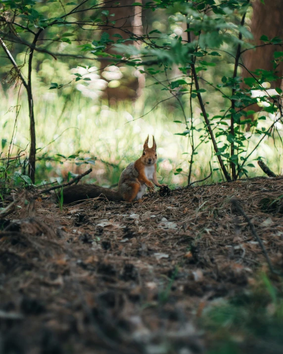 a squirrel sitting in the woods looking for food