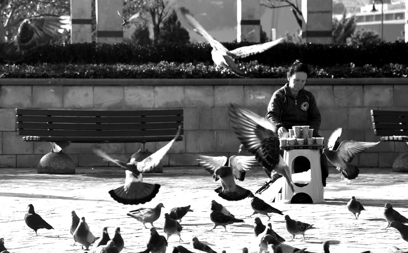 man feeding seagulls from a concrete table near a bench