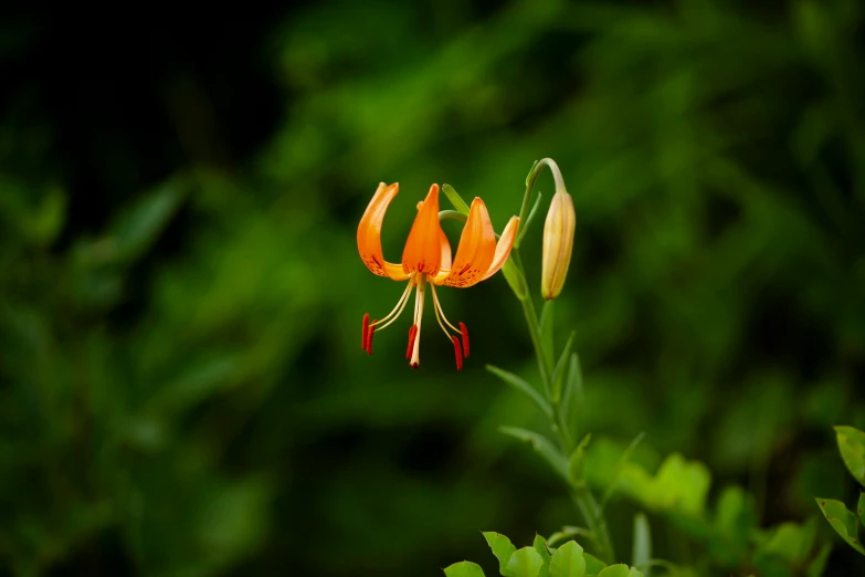 a small orange flower standing in the middle of some grass