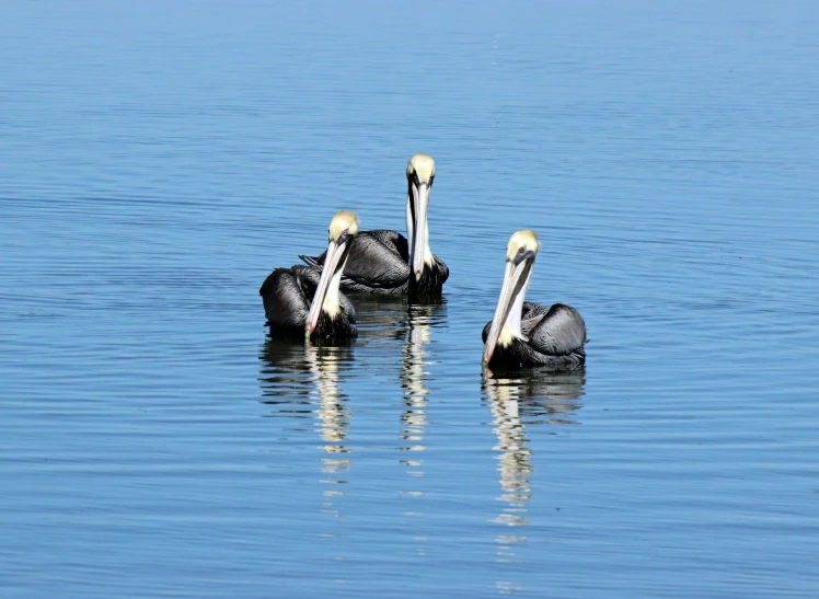 two black birds are floating in the ocean together