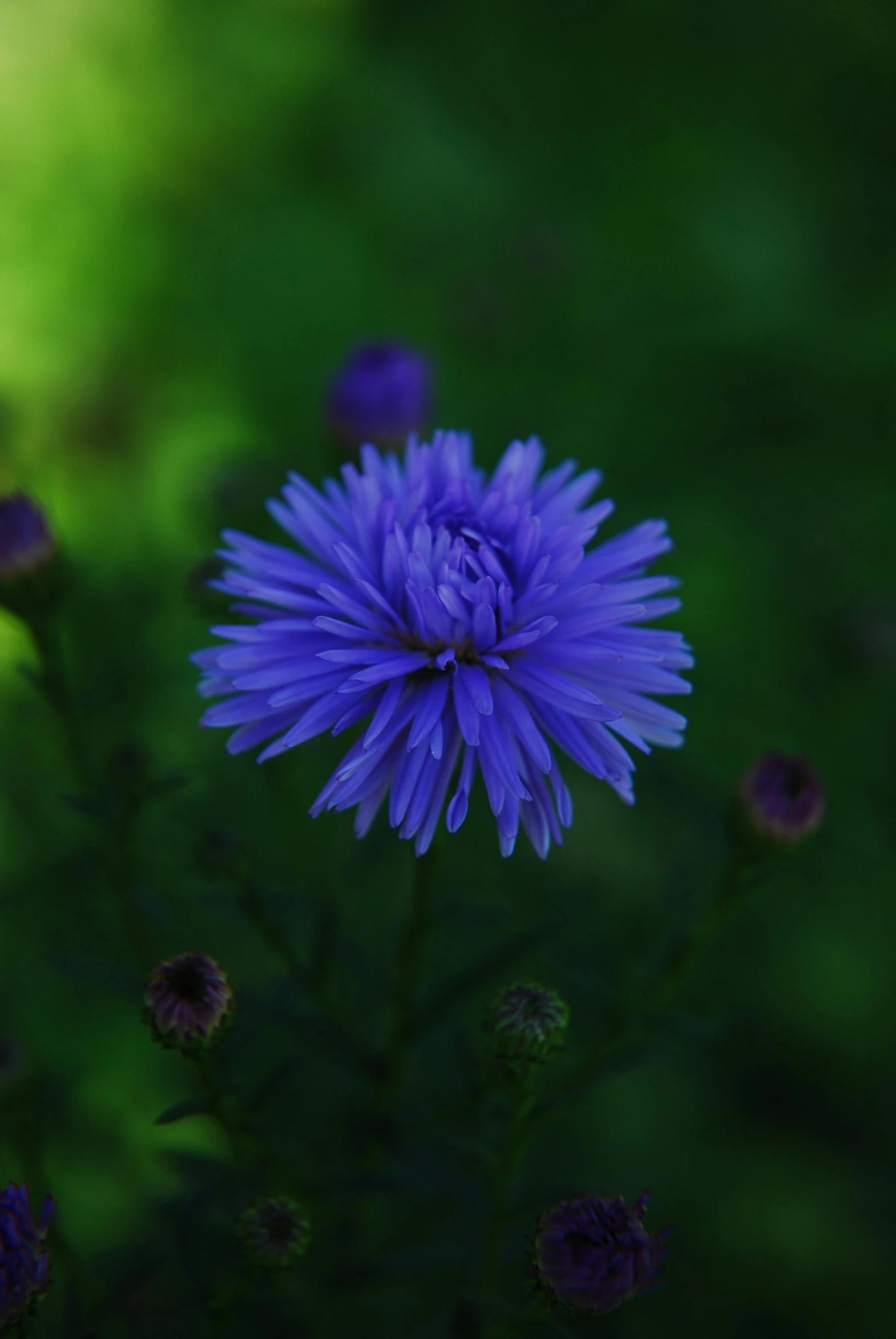 a purple flower is sitting in the grass