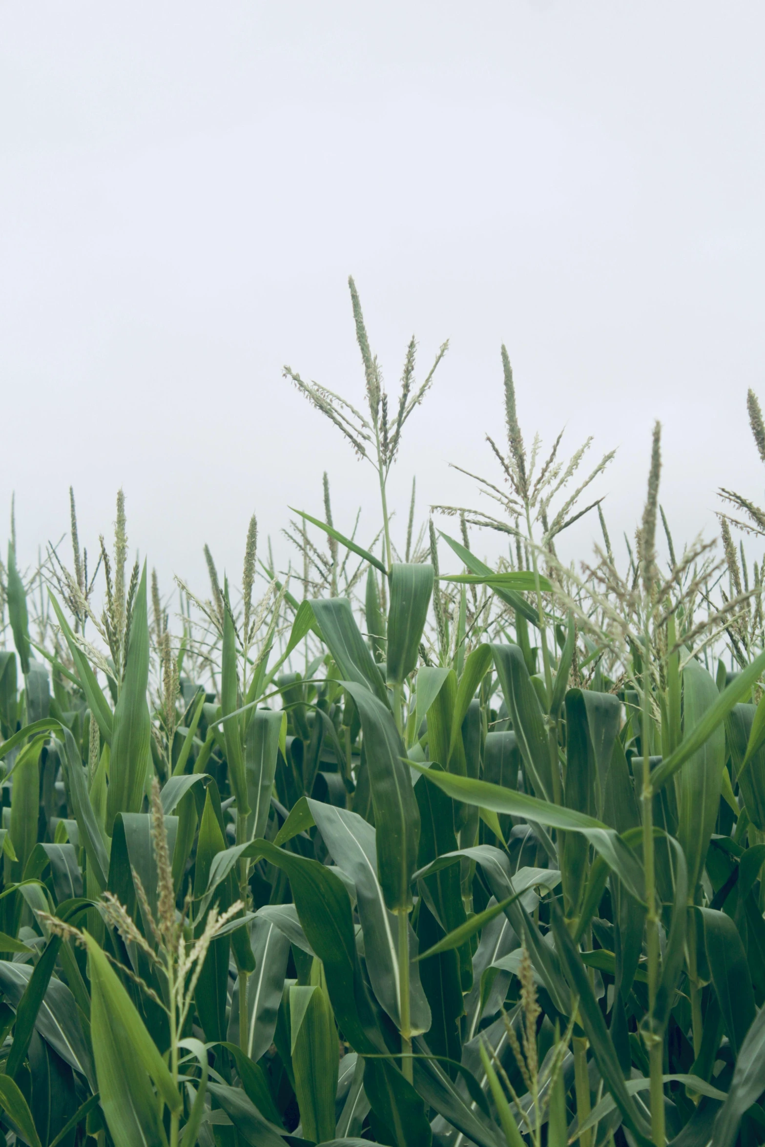 an image of corn field with sky in background