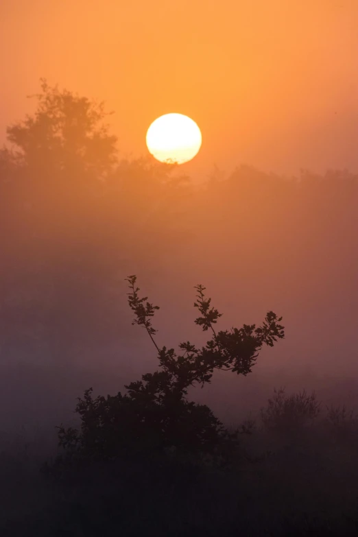 the sun is shining through a foggy tree