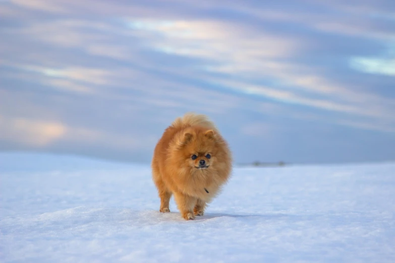 a fluffy dog walking through the snow
