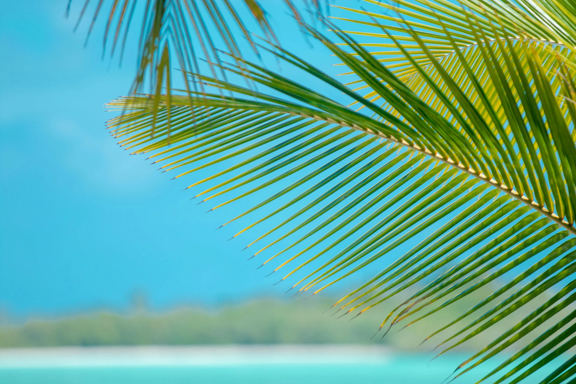 a close up of a palm tree with the ocean in the background