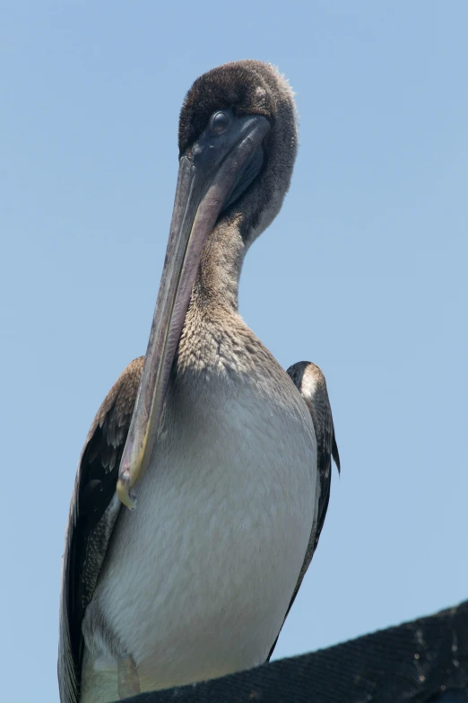 a bird sitting on top of a building