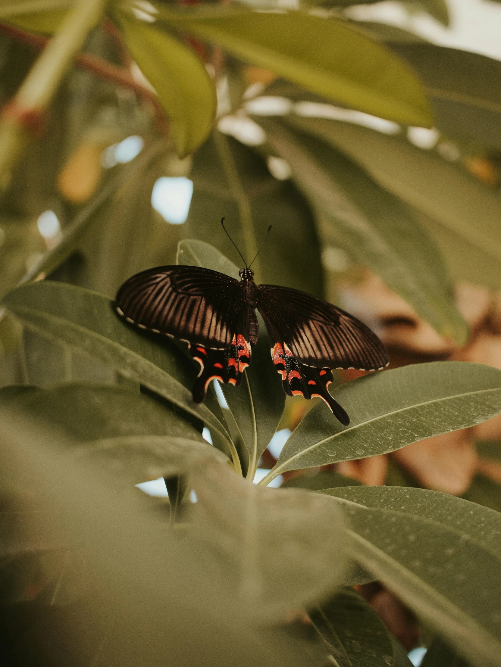 a moth on top of some green leaves