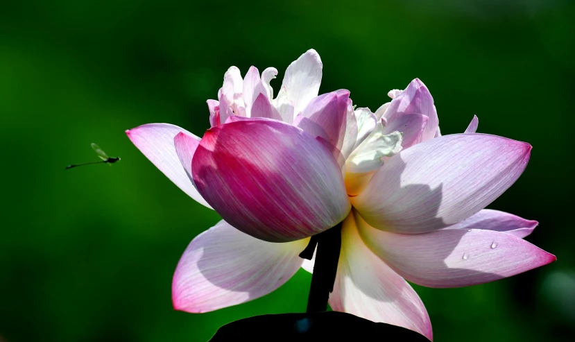 pink lotus and erfly blossom on a sunny day