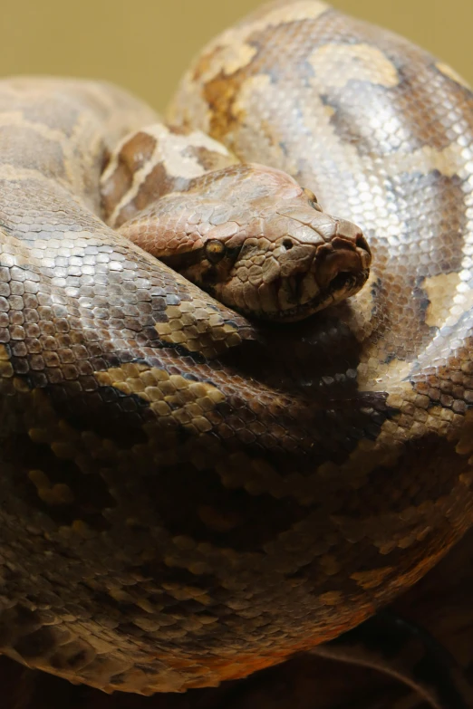 an image of a large snake that is wrapped around