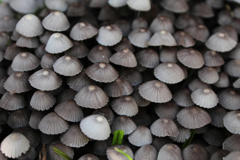 small mushrooms stacked up together in the grass