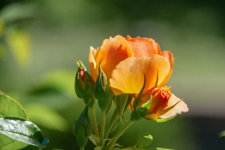 the orange flowers are blooming with a yellow center