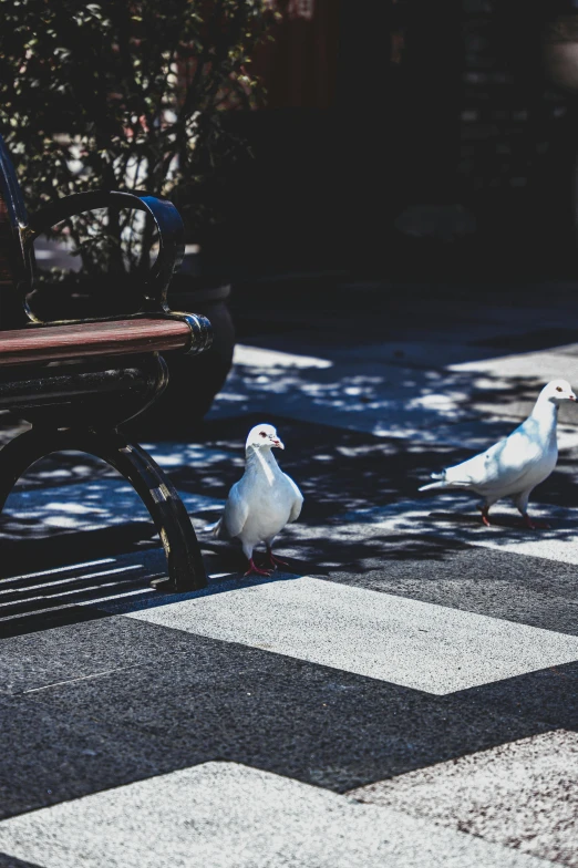 a couple of birds walking down a street