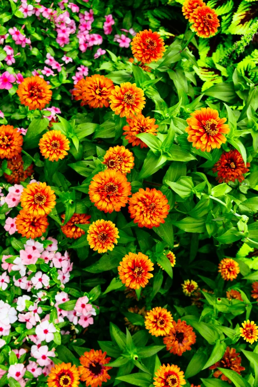 an arrangement of multicolored flowers growing together