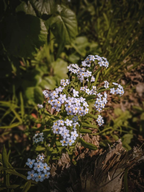 wildflowers with blue and white flowers near ground