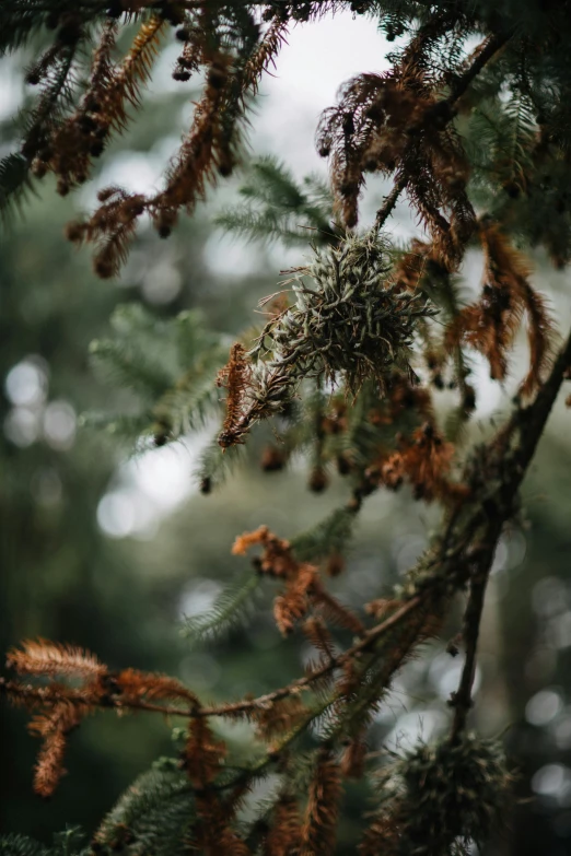 tree nches covered in moss in the rain