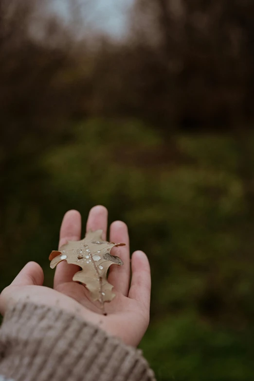 someone holding their hand up to an oak leaf