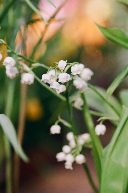 flowers are white in color, blooming from a stalk