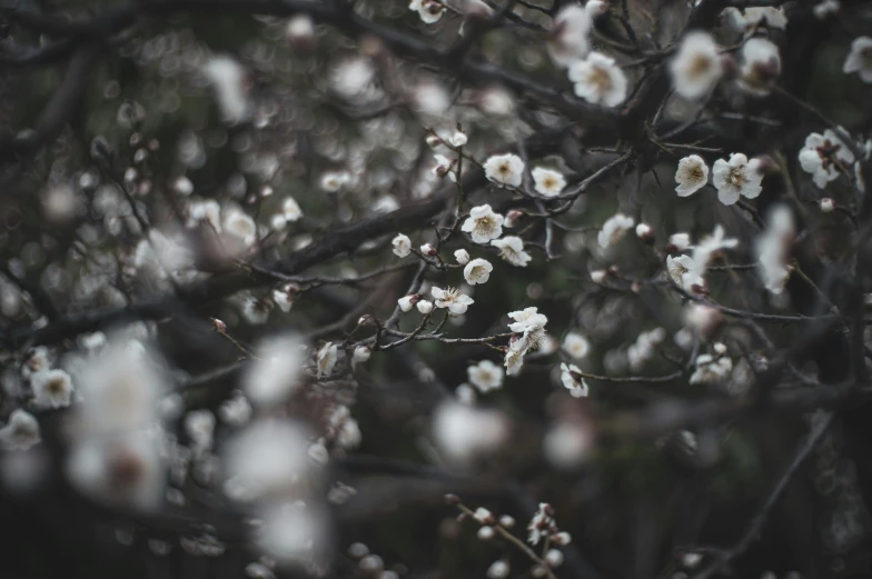 a tree with several flowers on it