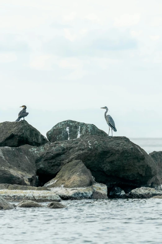 three birds are sitting on the rocks on the beach