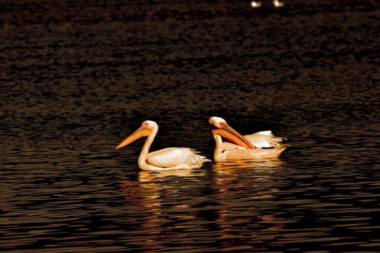 two white birds swim in the dark water