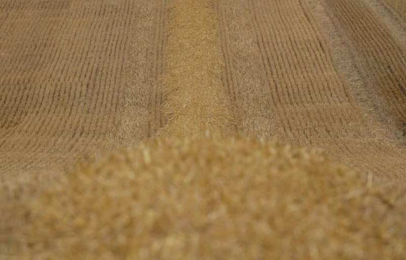 a sheep is sitting in the middle of an area that is made of hay